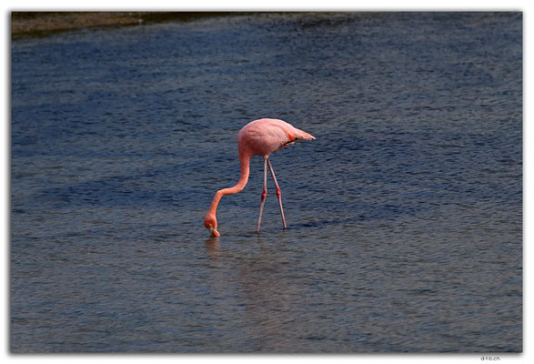 EQ0146.Santa Cruz Island.Flamingo