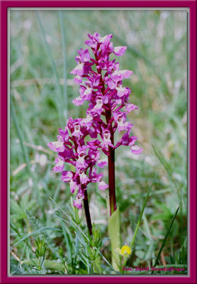 A0142.Orchidee.St.Karlsö.Gotland.SE