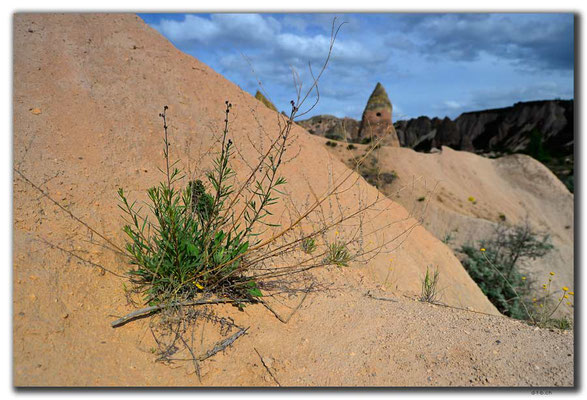 TR0764.Göreme.Blume