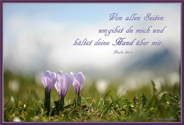 S0123.Krokus.Klosters.CH.Psalm 139.5