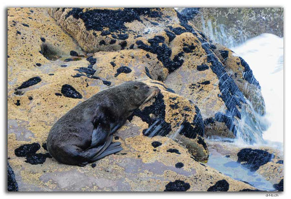 NZ0388.New Plymouth.Seelöwe