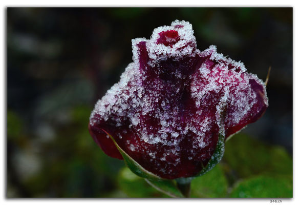 GW0489.Rose mit Reifkristallen