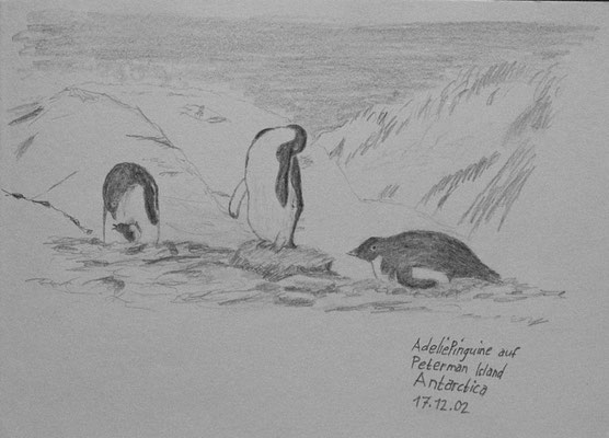 021.Skizze, Adeliepinguine auf Petermann Island /Antarctica