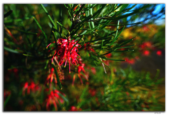 AU0502.Geraldton.Grevillea acropogon