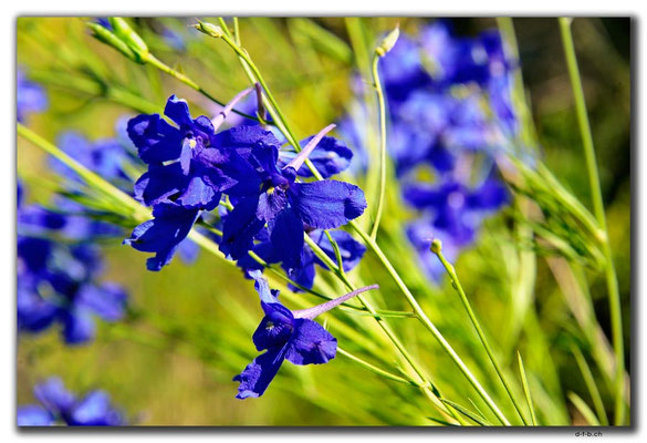 CN0321.Blume