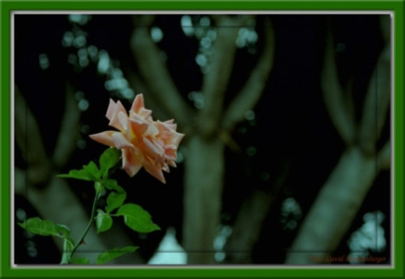 ES0009.Rose,Orotava,Teneriffa