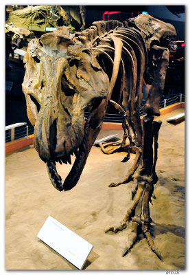 CA0774.Drumheller.RTM.Tyrannosaurus rex