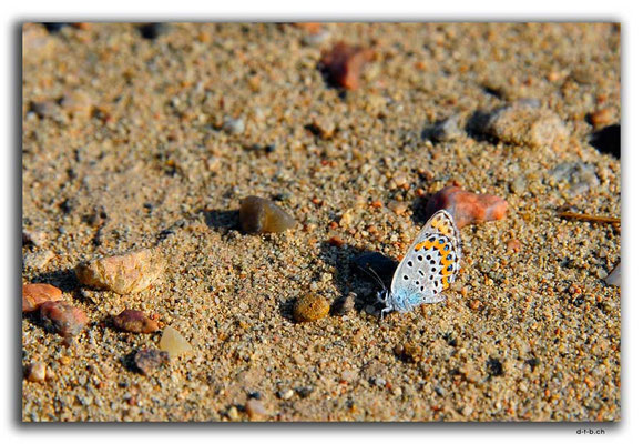 CN0250.Kleiner Schmetterling