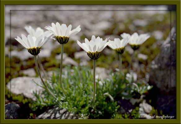 A0114.Alpen-Margeriten.Bürgensee.Klosters.CH
