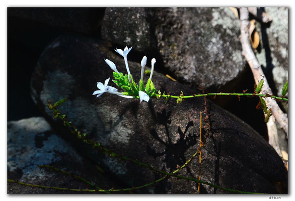 FJ0070.Vatia Lookout Point.Blume