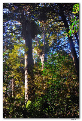 NZ0076.Waipoua,Two Kauri