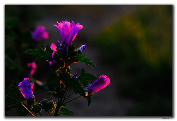 GR0092.Thessaloniki.Blume