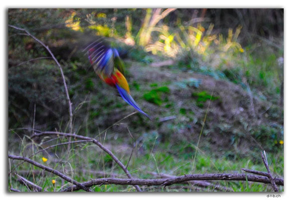 AU1482.Cann River Rainforest Walk.Parrot