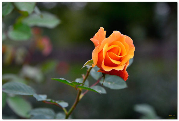 DE179.Rothenburg ob der Tauber,Rose