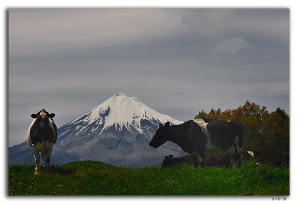 NZ0395.Mt.Taranaki mit Kühen