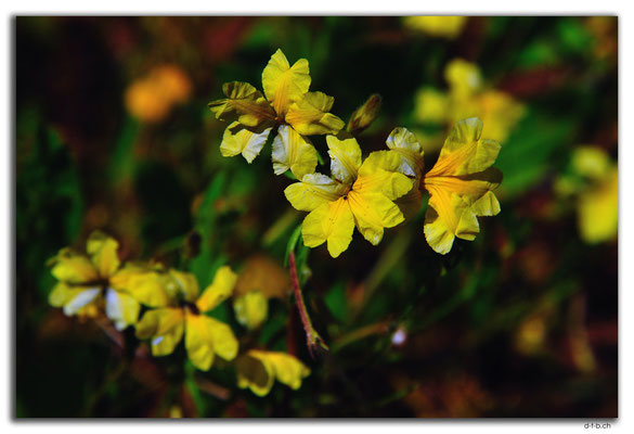 AU0386.Blumen