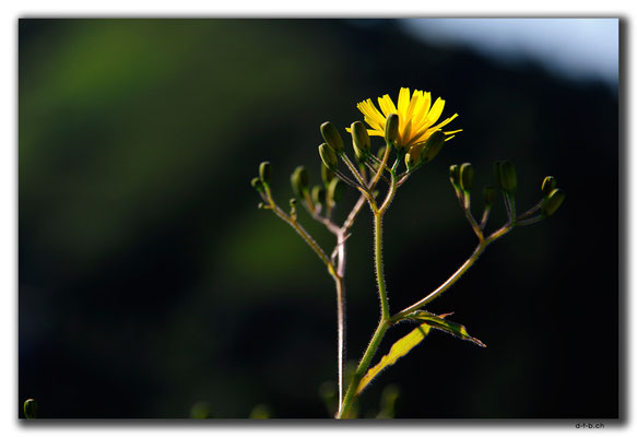 TR0981.Rize.Blume