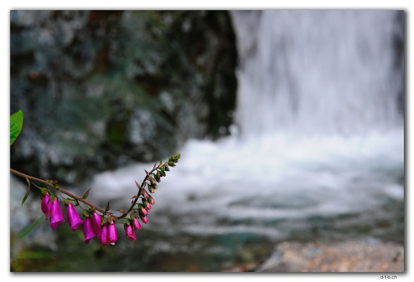 NZ0549.Kahurangi N.P.Flower at a waterfall