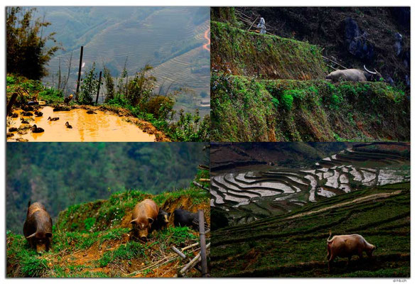 VN0053.Sapa.Muong Hoa Valley.Tiere