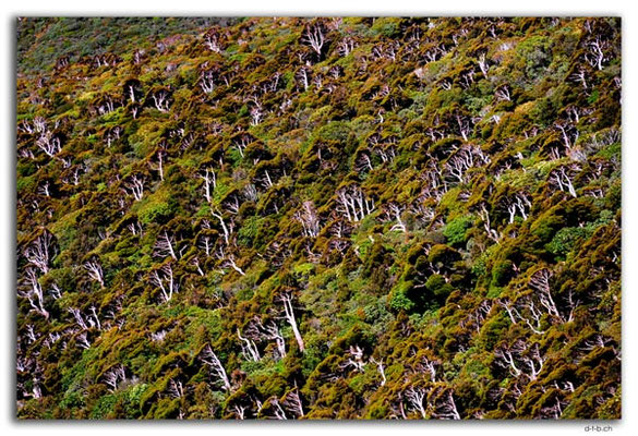 NZ0379.Egmont N.P.Wald