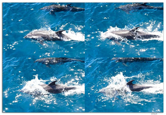 EQ0165.Dolphins