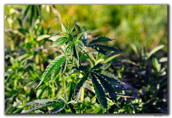 KZ0132.Cannabis