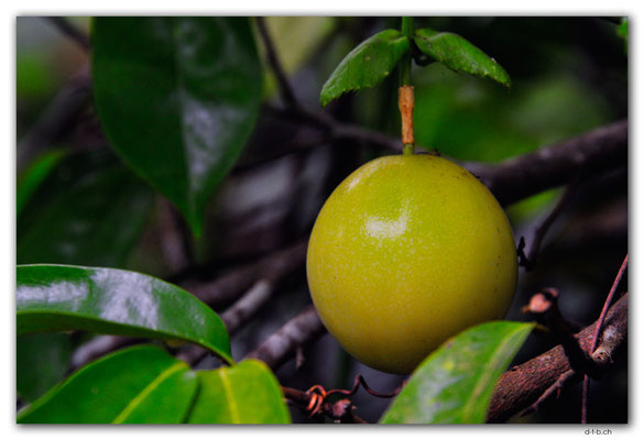 VT.0012.Port Vila.Fruit