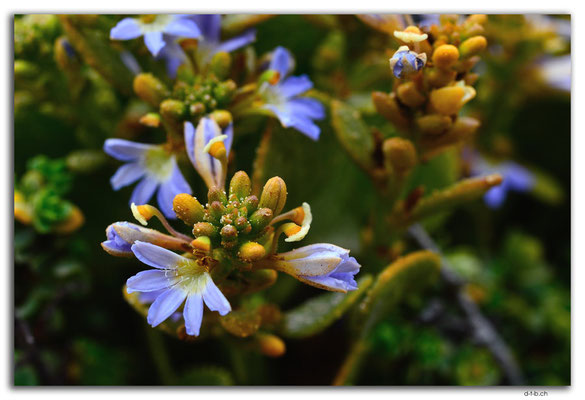AU1017.Coffin Bay N.P. Golden Island Lookout.Blume