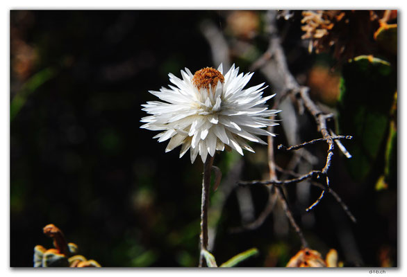 AU1026.Coffin Bay.Kellidie C.P.Blume
