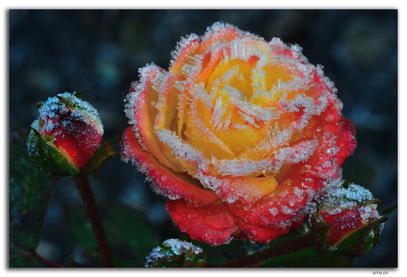 GW0488.Rose mit Reifkristallen