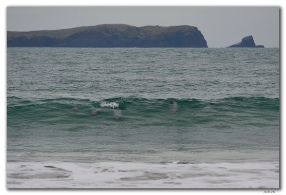 NZ0938.Curio Bay.Porpoise Bay.5 Hector's Dolphins