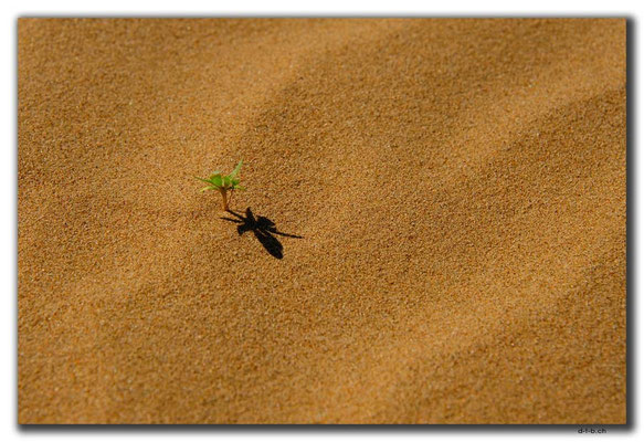 MN0044.Elsen Tasarkhai.Pflänzchen im Sand