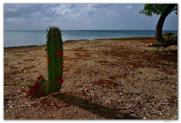 AW0015.Cactus