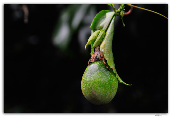 VT.0011.Port Vila.Fruit