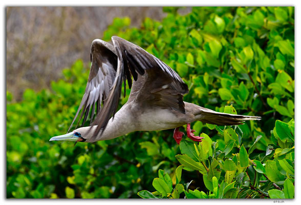 EQ0223.Genovesa Island.Red footed Boobie