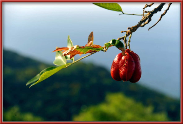 JM025 Frucht