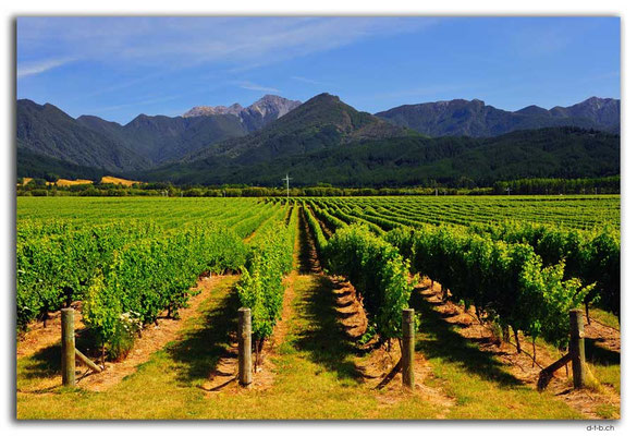 NZ0685.Wairau Valley.Vineyard