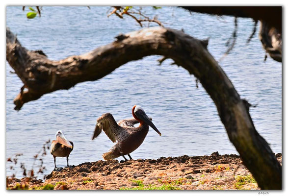 AW0016.Pelicans