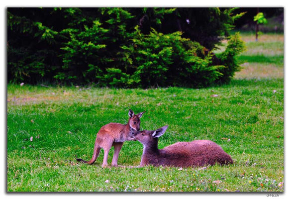 AU0761.Quinninup.Kangaroos
