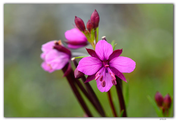 GW0553.Alpenblume