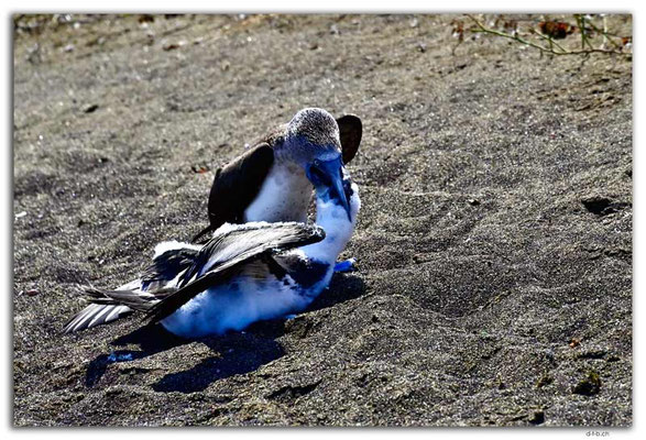 EQ0134.Floreana Island.Punta Cormorant.Blue Footed Boobie feeding