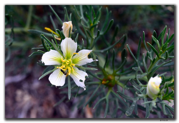 KZ0146.Blume