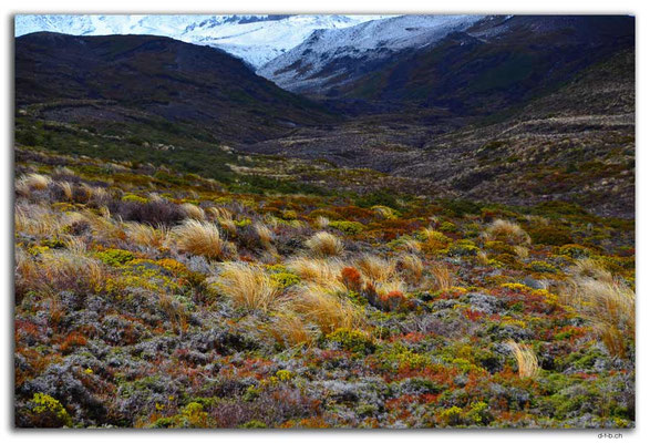NZ0287.Tongariro N.P. Boglandschaft