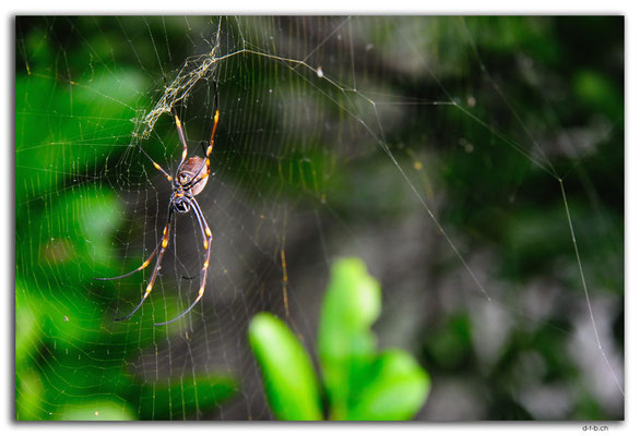 AU1615.Sydney.Spider