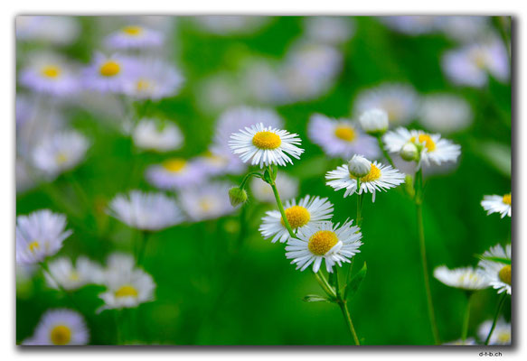 DE319.Heidenau.Gänseblümchen