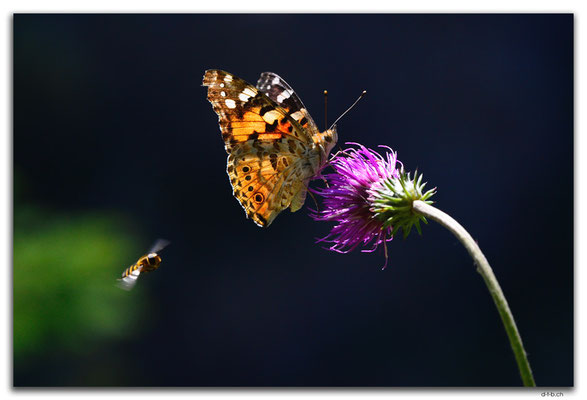 GW0340.Schmetterling auf Alpen-Distel