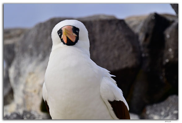 EQ0090.Española Island.Punta Suarez.Nazca Boobie