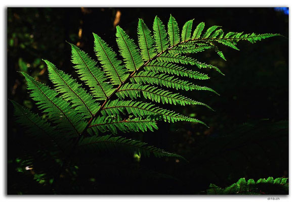 NZ0925.Curio Bay,Living Forest.Fern