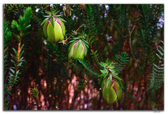 AU0711.Perth.Kings Park.Mogumber Bell