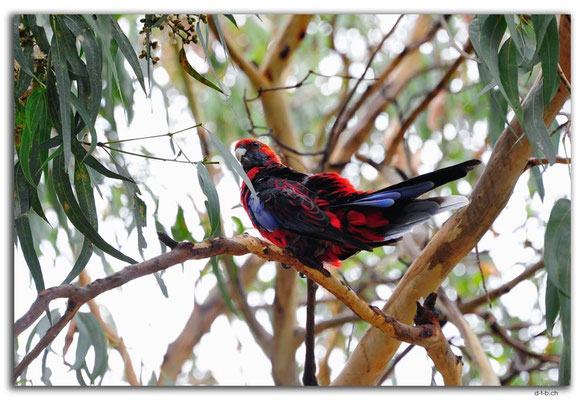AU1203.Kennett River.Parrot